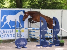 Concours Elevage Espoirs du Complet SF - Rosières...
