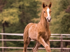 Concours Foals - Chambley (54)