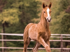 Concours Foals - Courcelles en Barrois (55)