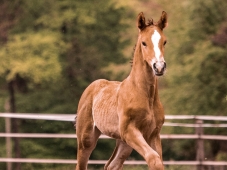 Concours Foals - Chaource (10)