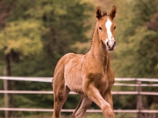 Concours Foals - Saizerais (54)