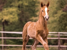 Concours Foals - Alsace