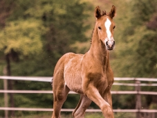 Concours Foals - Lunéville (54)