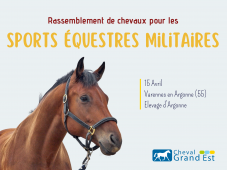Rassemblement de chevaux pour les sports équestre...