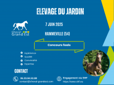 FOALS - LOCAL QUALIFICATIF - HAMMEVILLE
