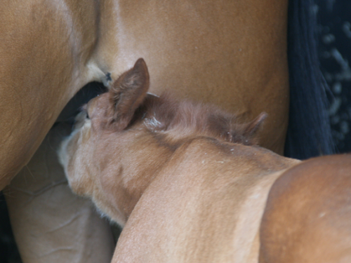 Poulinage et soins au poulain nouveau-né...