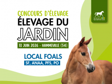 Concours d'élevage - Foals