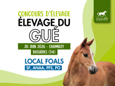 Concours d'élevage - Foals