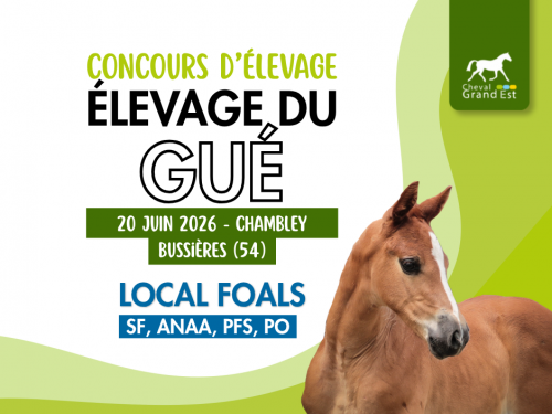 Concours d'élevage - Foals