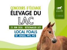 Concours d'élevage - Foals