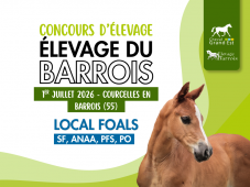 Concours d'élevage - Foals