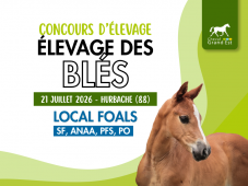 Concours d'élevage - Foals