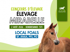 Concours d'élevage - Foals