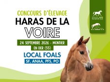 Concours d'élevage - Foals