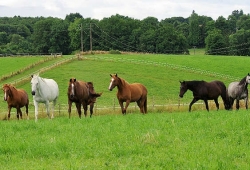 Rénovation des prairies pour les chevaux