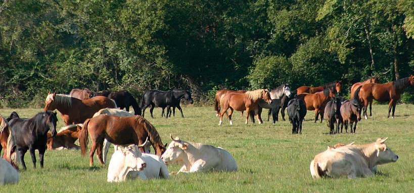Mélange De Semences Pour Pâturage équin SaatPur 20kg - Haute Valeur Nutritionnelle, Faible En Fructane