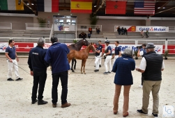 Formation Initiation - Juges Selle Français